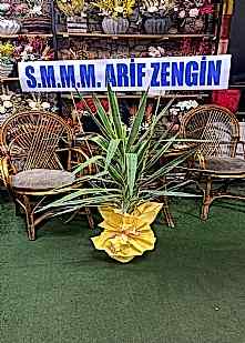 Yucca Bitkisi