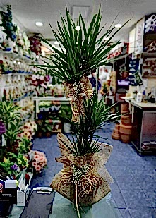3l� Marginata 175cm