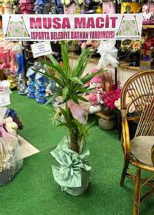 2 li �thal Yucca Salon Bitkisi