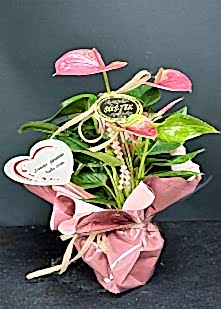 Saks�da Pembe Antor�um 